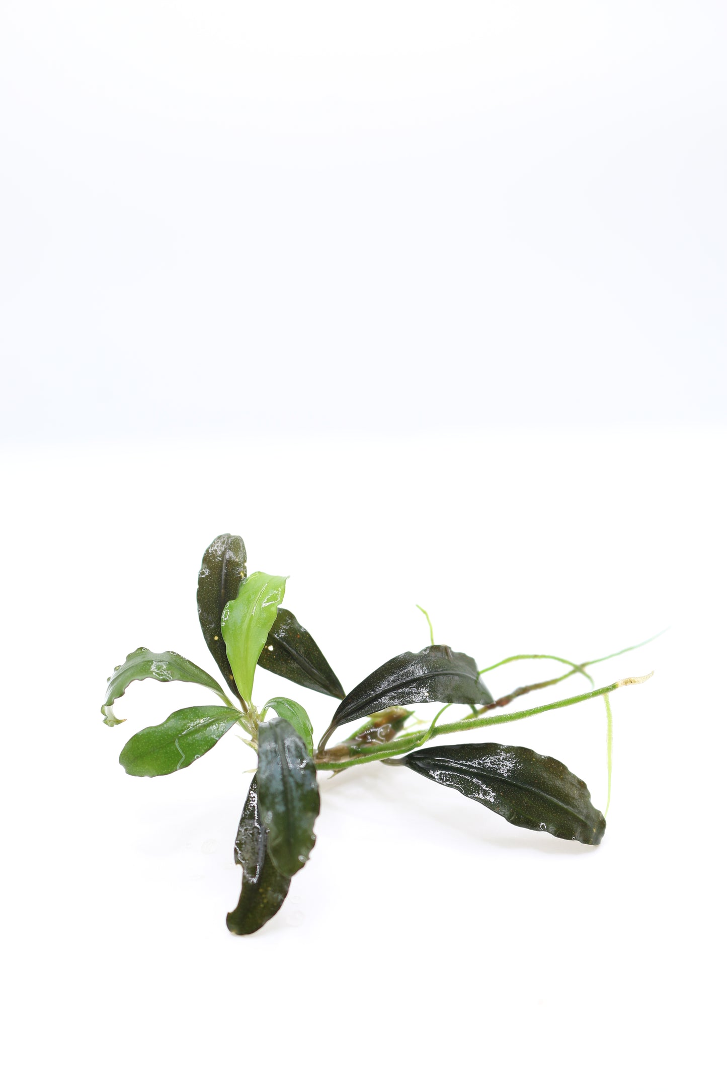 Bucephalandra sp. Ulysses