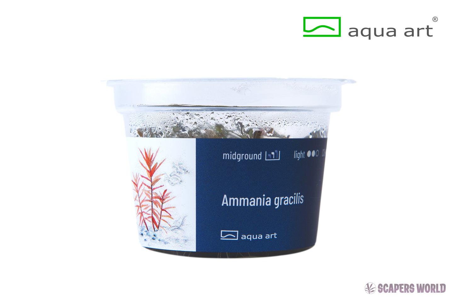 Ammania gracilis