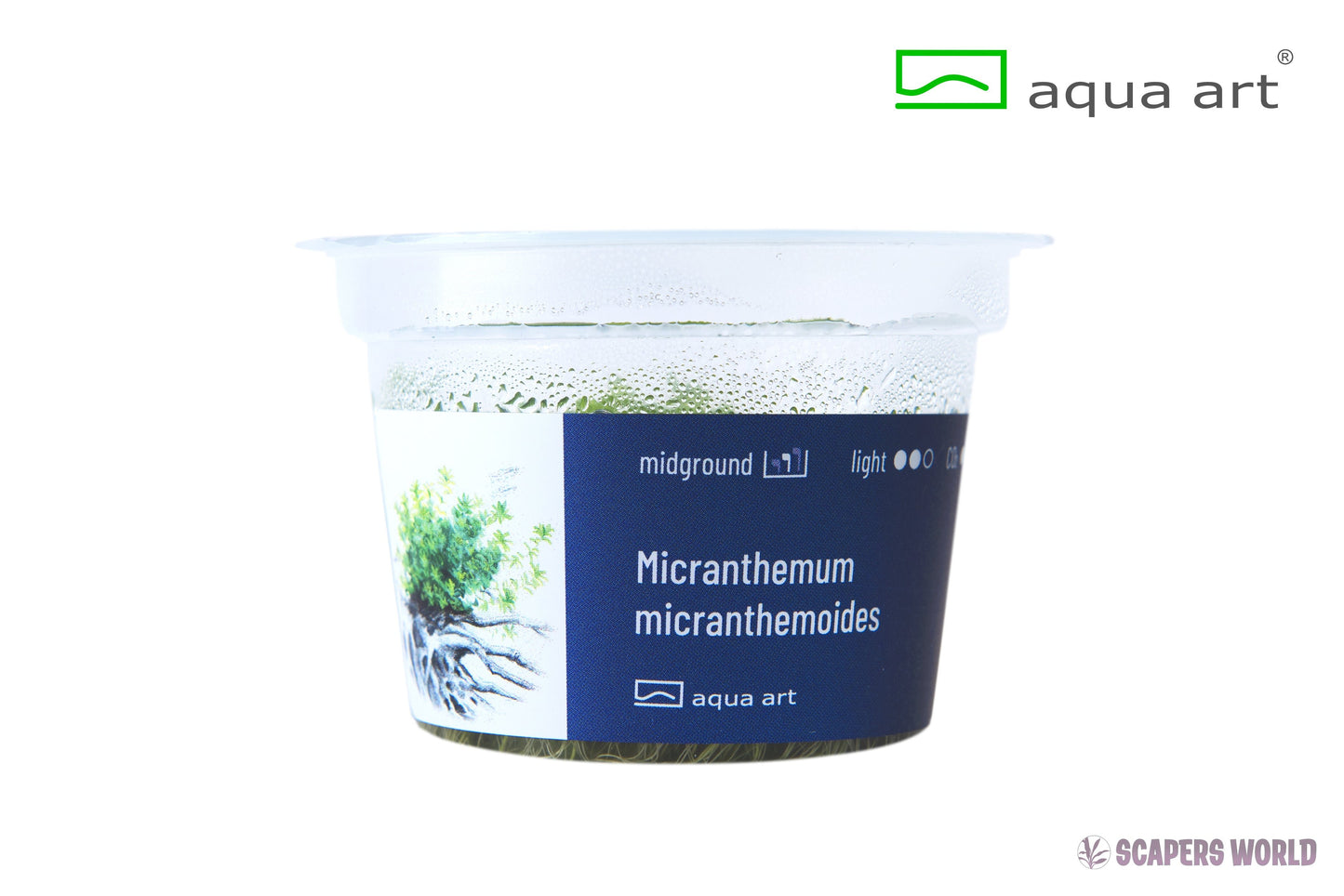 Micranthemum micranthemoides (Hemianthus Glomeratus)