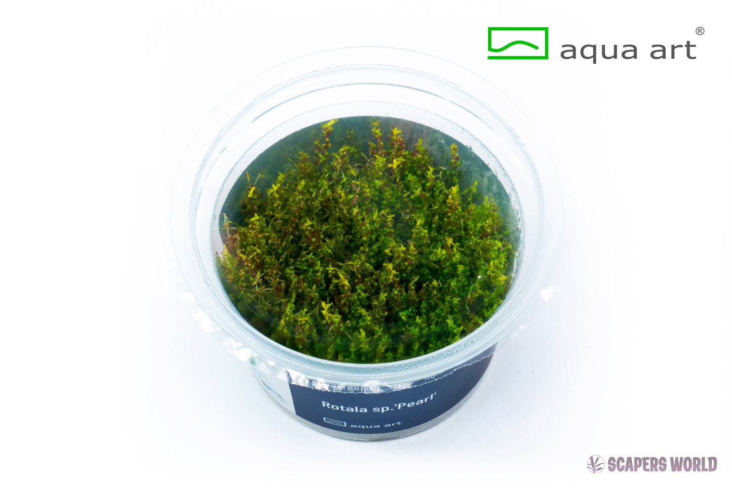 Rotala sp. Pearl