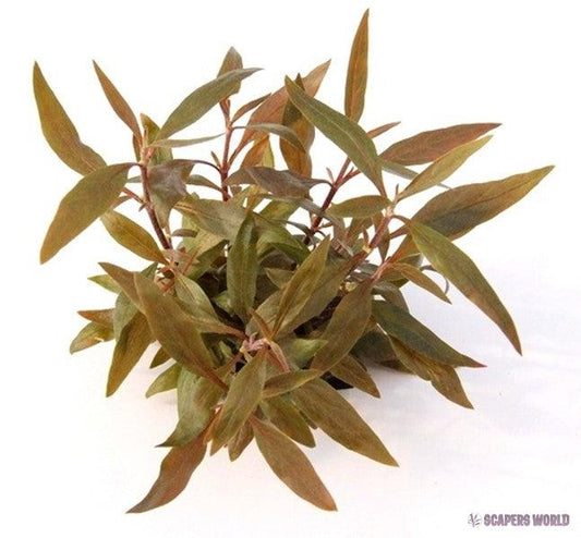 Alternanthera reineckii ´Mini´