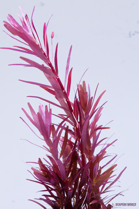 Rotala Blood red singapore