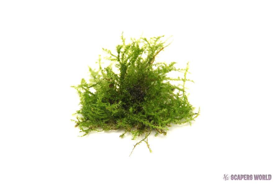 Vesicularia ferriei Weeping Moss