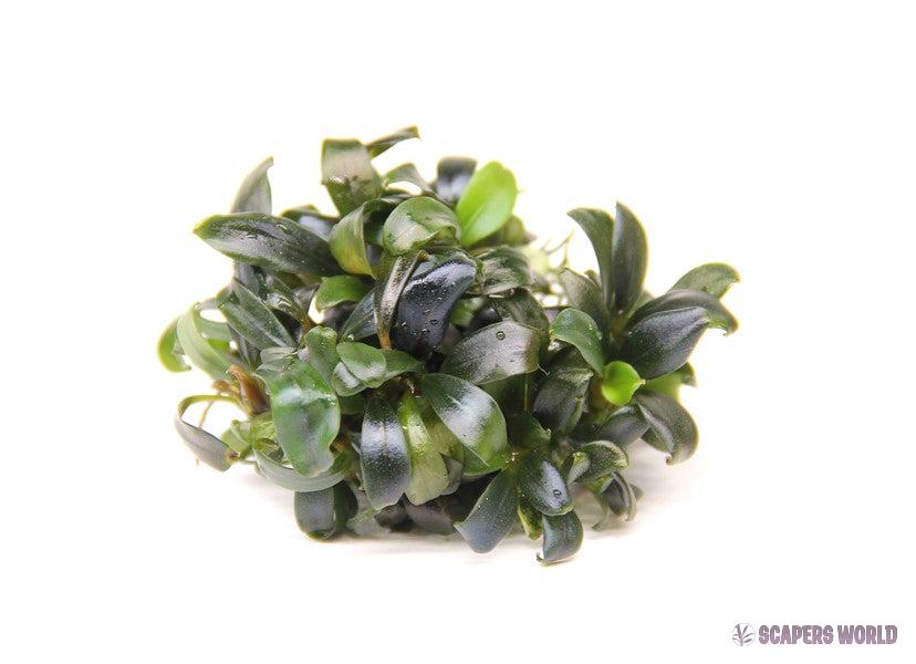 Bucephalandra spec. ´Serimbu Brown´